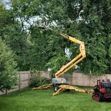 How Our Tree Care Process Works  in  Greenland, AR